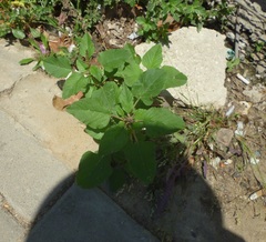 Amaranthus