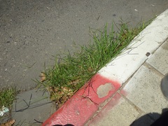 Poaceae