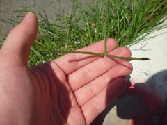 Poaceae