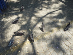 Columba livia domestica