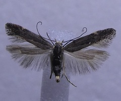 Bilobata subsecivella