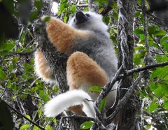 Propithecus diadema