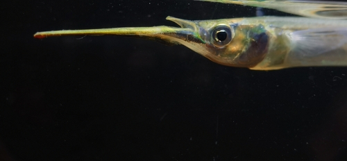 Aziatische halfsnavelvis (Hyporhamphus intermedius) — Hemiramphidae — 4
