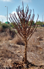 Verbascum sinaiticum