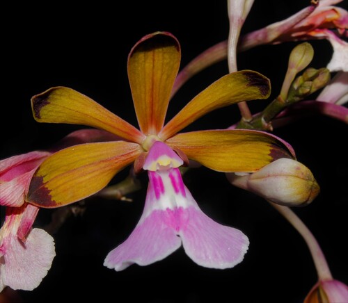 Psychilis atropurpurea