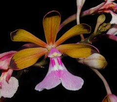 Psychilis atropurpurea