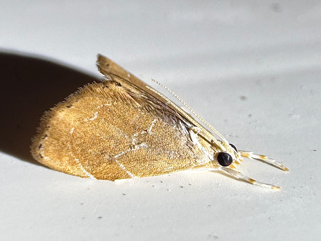 Glaphyria peremptalis