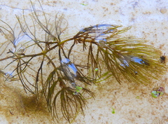 Ceratophyllum