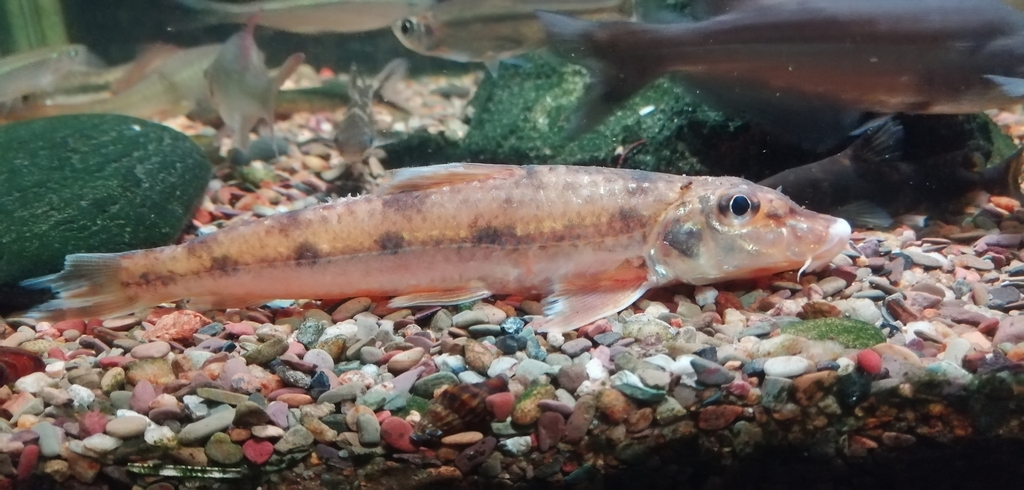 Vaillant's gudgeon (Pseudogobio vaillanti) — Cyprinidae