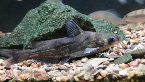 Vachell's bagrid catfish (Pseudobagrus vachellii) — Bagridae — 4