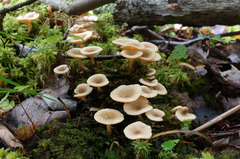 Lactarius griseus