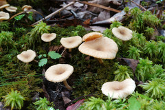 Lactarius griseus