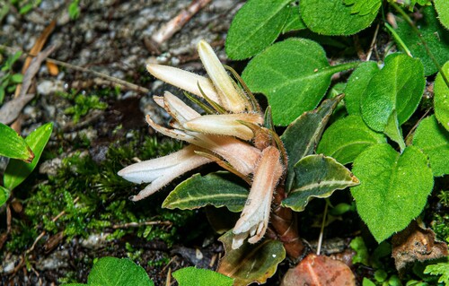 Goodyera biflora