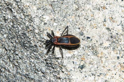 Reduvius fasciatus fasciatus