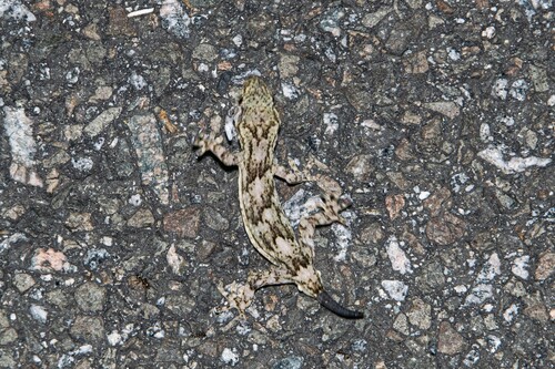 Hokou Gecko