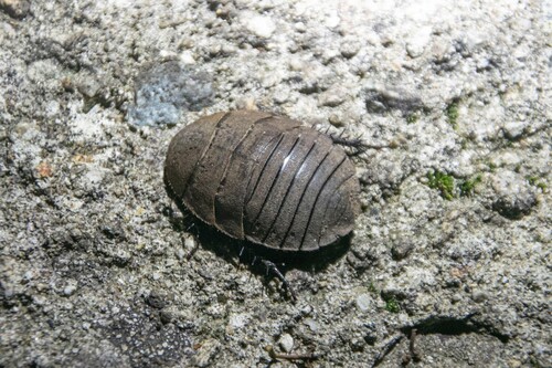 Chinese Medicinal Cockroach