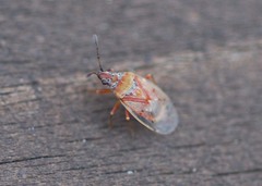 Kleidocerys resedae resedae