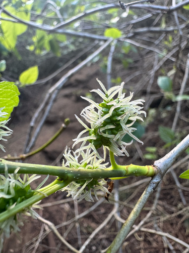 Morus alba observed 2025-08-13
