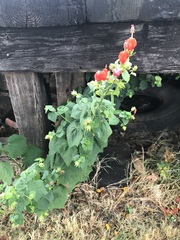 Malvaviscus arboreus