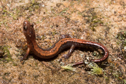 Northern Zigzag Salamander