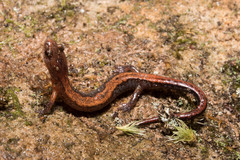 Northern Zigzag Salamander photo 3