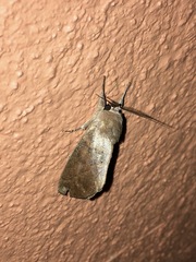 Hemiceratinae