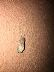 Hemiceratinae