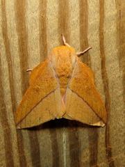 Syssphinx bisecta