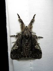 Dasychira obliquata
