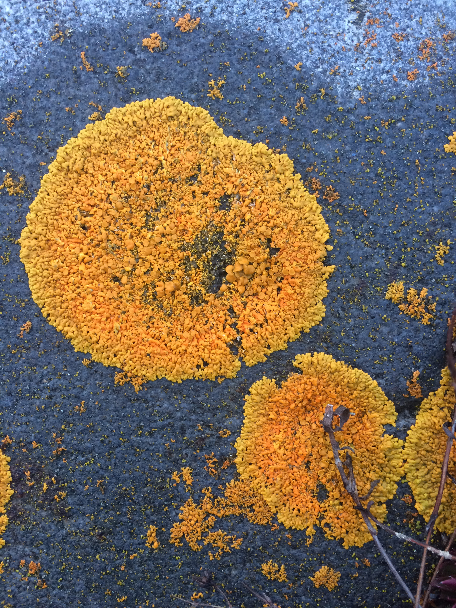 Xanthoria elegans image