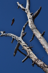 Dendrocopos major canariensis