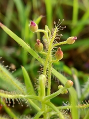 Drosera indica