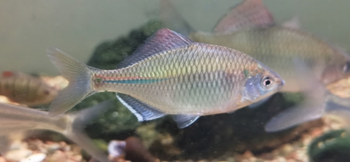 Barbel bitterling (Acheilognathus barbatulus) — Cyprinidae — 4