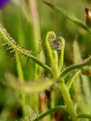 Drosera indica