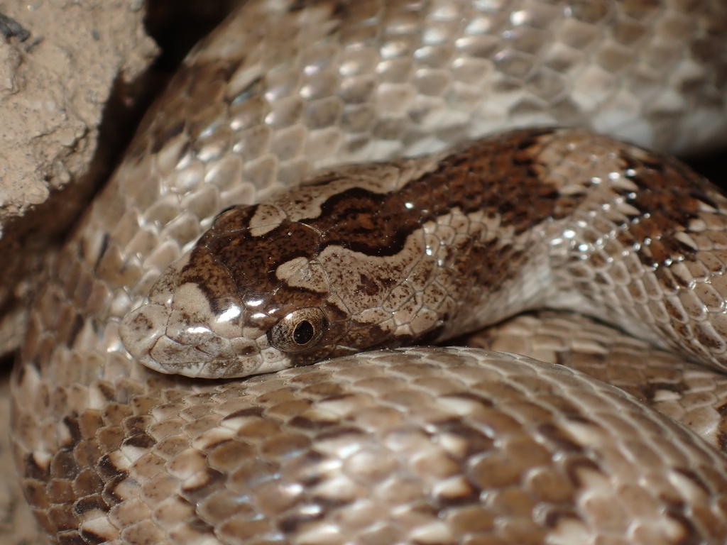 Derafshi Snake