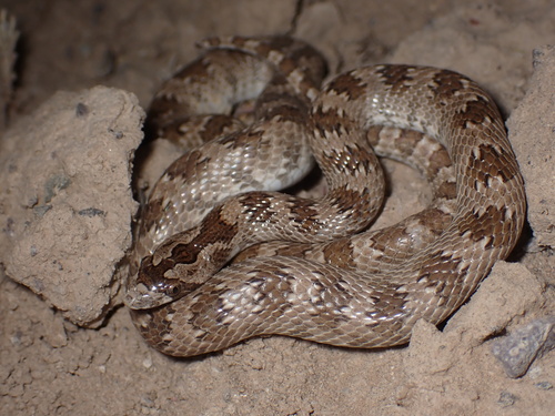Derafshi Snake