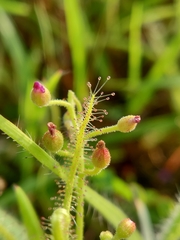 Drosera indica