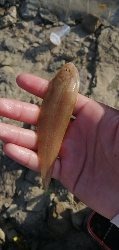 Drielijn-tongtong (Cynoglossus trigrammus) — Cynoglossidae — 4