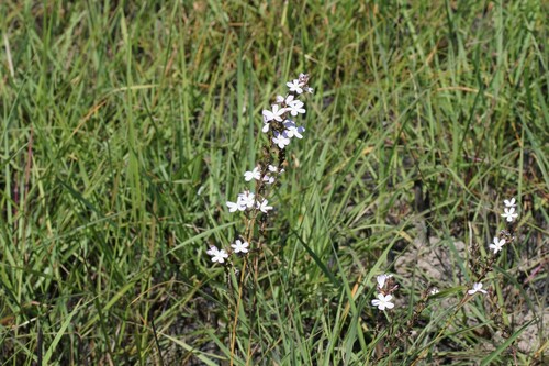 Buchnera linearis (Buchnera linearis)