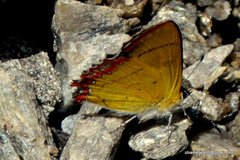 Heliophorus