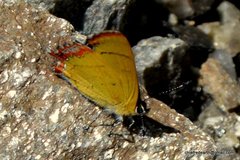 Heliophorus