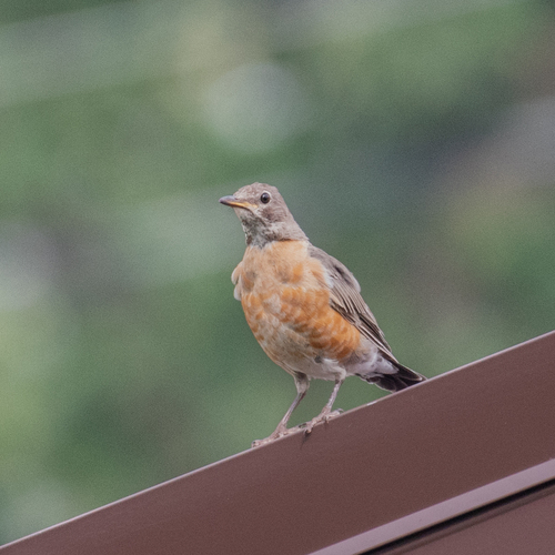 American Robin