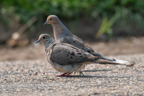 Mourning Dove