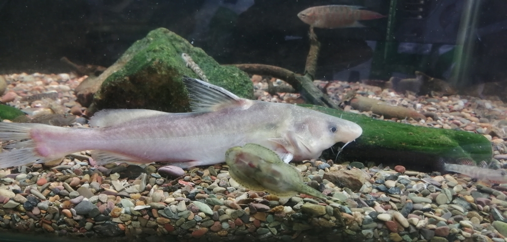Langsnuit-meerval (Leiocassis longirostris) — Bagridae
