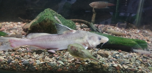 Chinese longsnout catfish (Leiocassis longirostris) — Bagridae