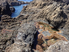 Carpophyllum flexuosum