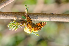 Aricoris campestris