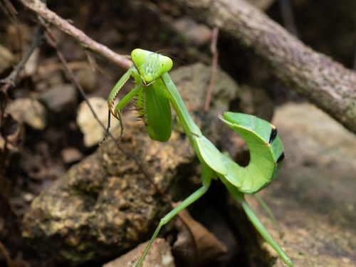 Chinese Reddish Mantis