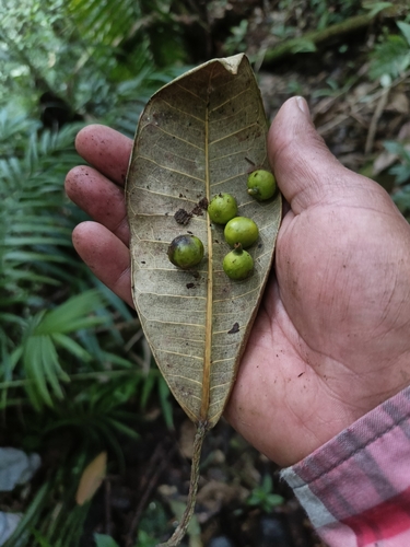 Ficus maxima, photograph 2