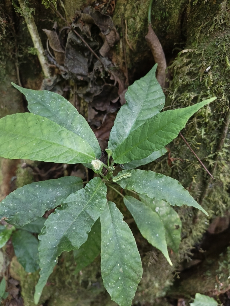 Dorstenia peruviana, Chulumani, Bolivia
